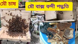 কবুতরের খোপ থেকে ধরে খুদে মৌমাছির বাক্স বন্দী পদ্ধতি ও মধু সংগ্রহ ||এপিস সেরেনা মৌমাছির  পালন।