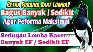 Download lagu Setingan Lomba Kacer, Bagus Banyak EF atau Sedikit EF? mp3