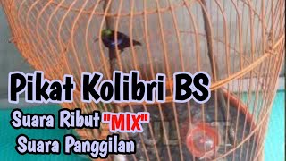 Download lagu INI DIA MASSE‼️,Suara Pikat Kolibri BS/Kolibri Black Sunbird Yg Sudah Teruji mp3 Download lagu INI DIA MASSE‼️,Suara Pikat Kolibri BS/Kolibri Black Sunbird Yg Sudah Teruji mp3