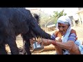 Viral Milk Making