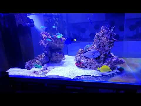 Akwarium morskie 820l w obiegu. 2 miesiąc