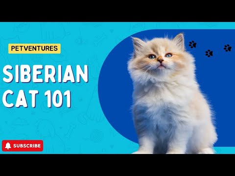 SIBERIAN Cat 101 - EVERYTHING You NEED To Know!