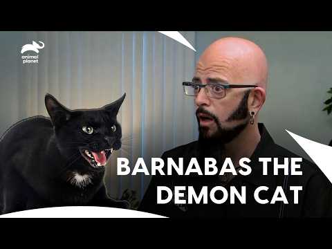 These Daring Cats Face Off with Jackson Galaxy | My Cat From Hell S5 E12 | Animal Planet