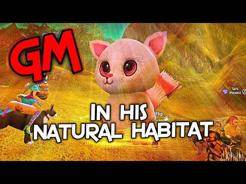 Runes of Magic - GM "exposed" (in his natural habitat)