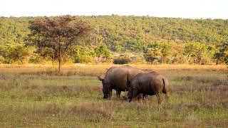 Download lagu Rhino | Animal | nature | No copyright clip | No copyright video | full HD | 1080P | Free to use mp3