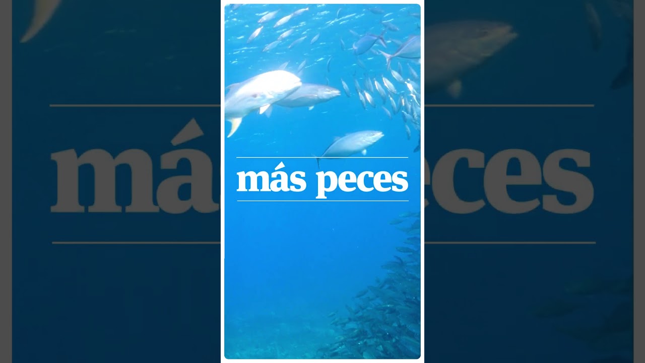 ES: C1: WOD_2025 - Más peces