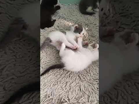 Cute Cat Funny Cats Videos kissing 😉😉😉//##india