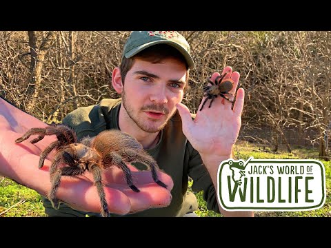 Catching a TARANTULA