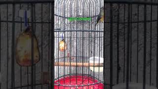 Download lagu Ciak - Ciak Prenjak Daun / Opior Jambul mp3