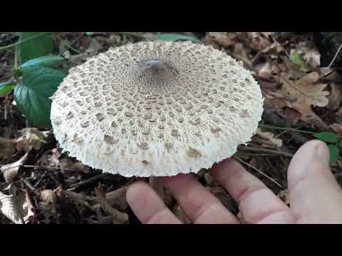 GLJIVE NAŠIH ŠUMA - Sunčanica , karakteristike i razlike od dvojnika