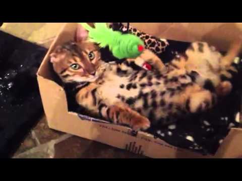 Dexter the Bengal kitten, 4 months old