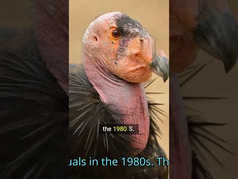 How 27 Birds Became 500 - The California Condor's AMAZING Comeback!