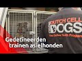 Gedetineerden en asielhonden helpen elkaar in Breda voor een toekomst buiten de tralies