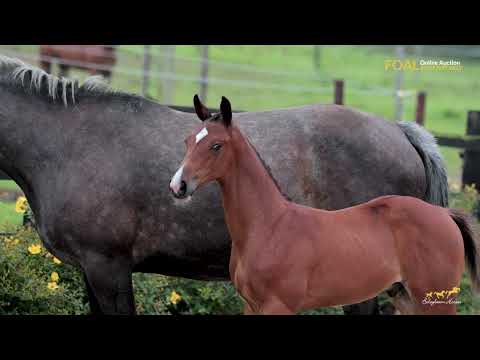 Boleybawn Adam - Beautiful 2023 gelding - Image 2