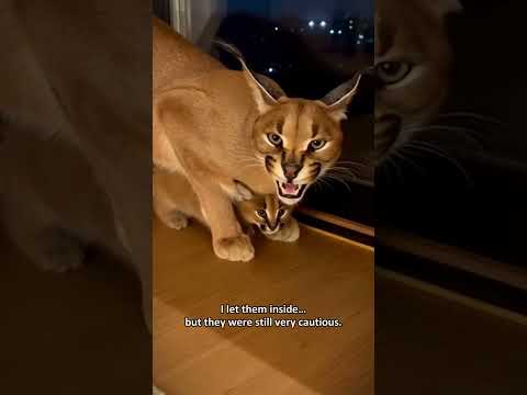 A caracal suddenly slammed into my glass door like it was desperate #shorts