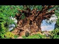Animal Kingdom Tree Of Life BGM Loop