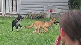 Video preview image #1 German Shepherd Dog Puppy For Sale in Bloomingdale, NJ, USA