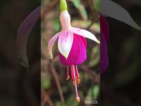 #Flowers 💐🌹#Sukoon ☺️