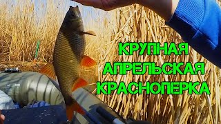 Ловля плотвы и красноперки весной