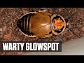 Warty Glowspot Roaches Warty Glowspot Roaches