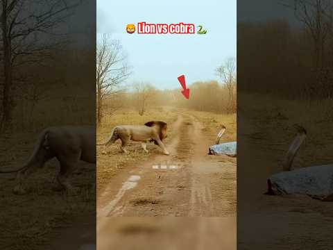 Epic Battle: Lion vs. King Cobra - Who Will Win? 😱 #shorts #wildlife