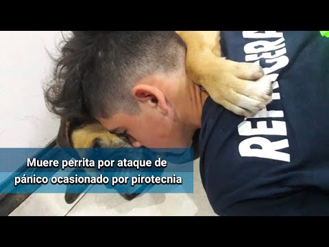 Perrita sufre ataque de pánico y muere en brazos de su dueño