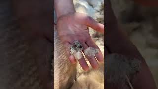 Download lagu GROSS ALPACA PIMPLE POPPING 🤢 | So Satisfying! mp3
