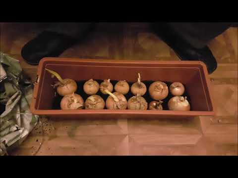 , title : 'Zimowa uprawa cebuli w domu (na szczypior) | Pędzenie cebuli w doniczce'