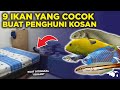 Ikan Hias Yang Cocok Dikamar
