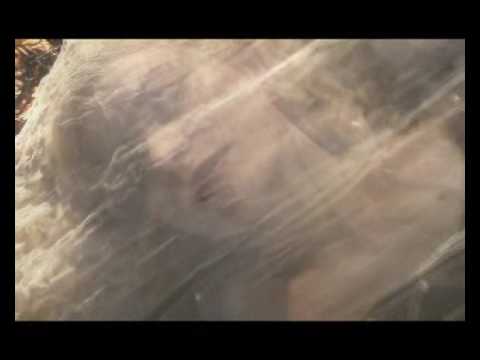 Videoclip AWAY (Priscilla Hernandez-Ancient Shadows)