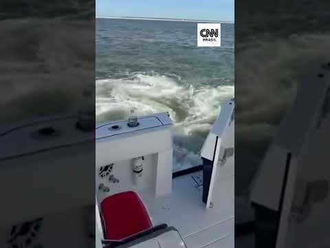 Baleia-jubarte colide com barco de pesca nos EUA