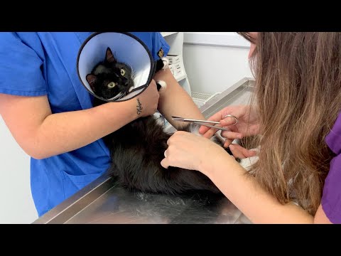 Stitches removed after cat spay surgery | Uni and Nami