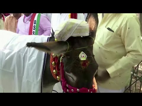 インドのロバがバレンタインデーに結び目を結ぶ (Donkeys in India tie the knot on Valentine's Day)