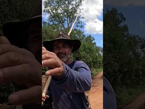 O VAI E VEM DO CARREIROS EM SENADOR JOSÉ BENTO-MG