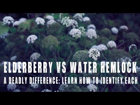 Elderberry vs Water Hemlock: Identify the difference between one deadly and one very useful plant