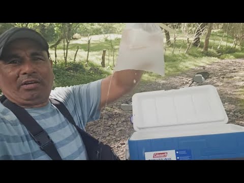 Un día El Coquero vendiendo cocos 🥥 en los cantones de  Nuevo eden🇸🇻