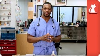 Guide to Flea and Tick Medication - Ask A Vet