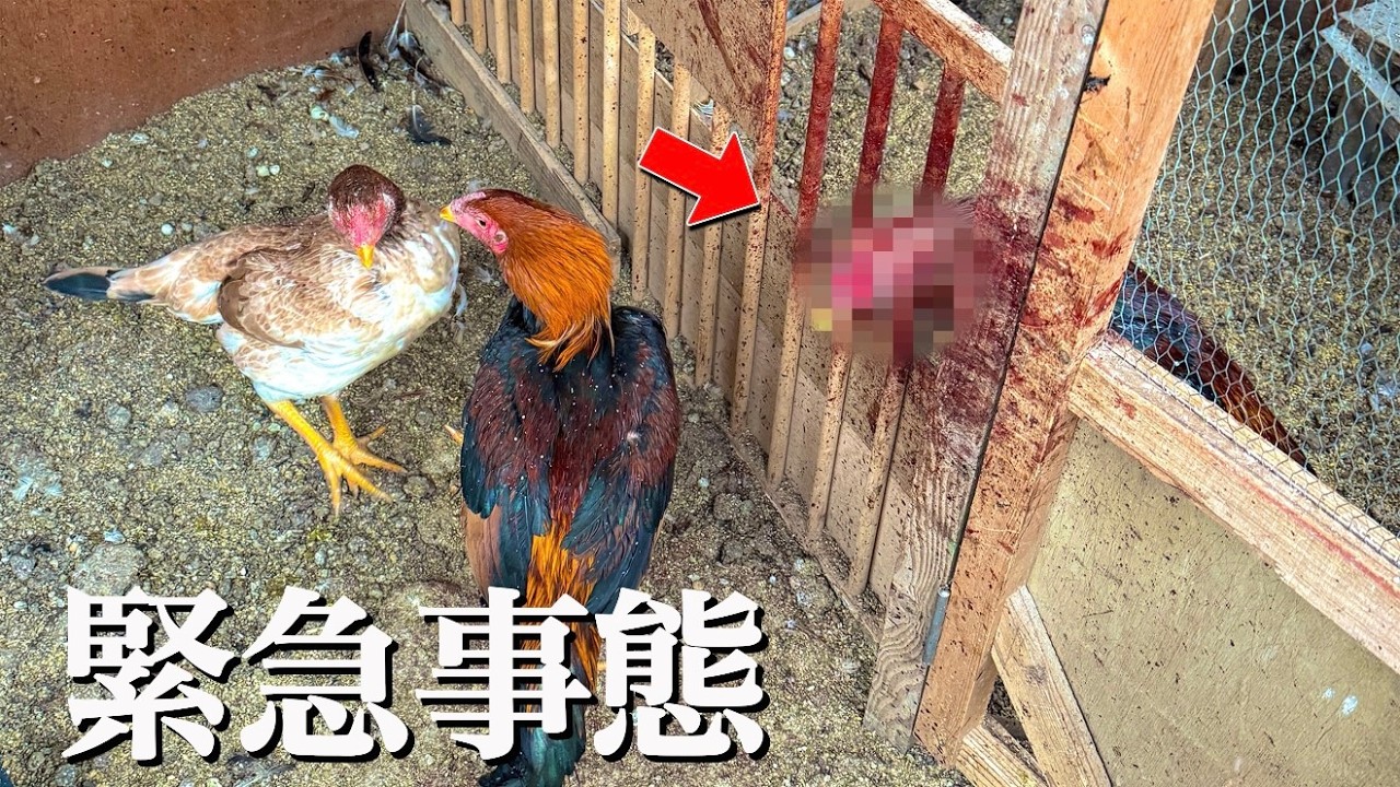 とんでもないことになりました...