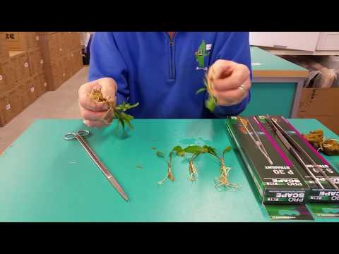 Aquaplantsonline - Uitleg behandeling Cryptocoryne planten.