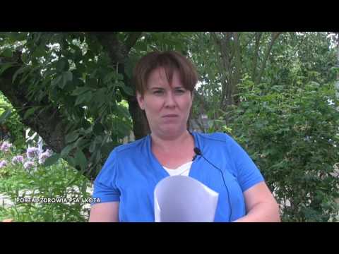 Czemu pies jest niegrzeczny?