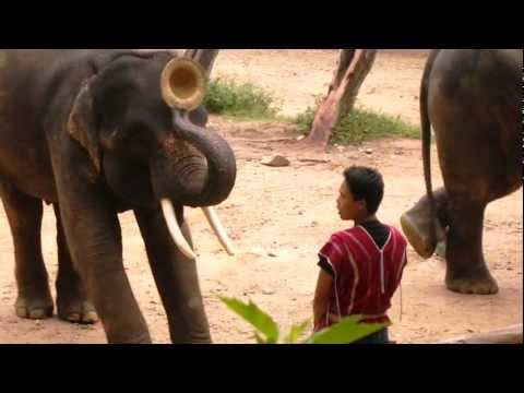 Elephant trumpets and plays with mahout's hat