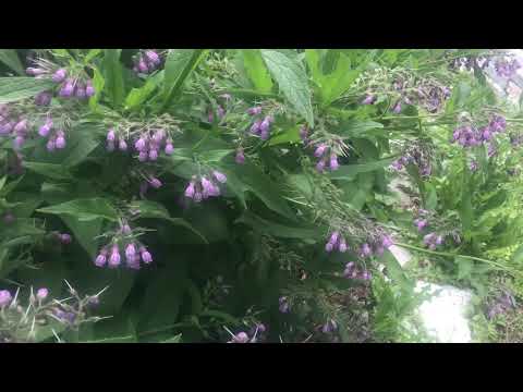Comfrey and bees