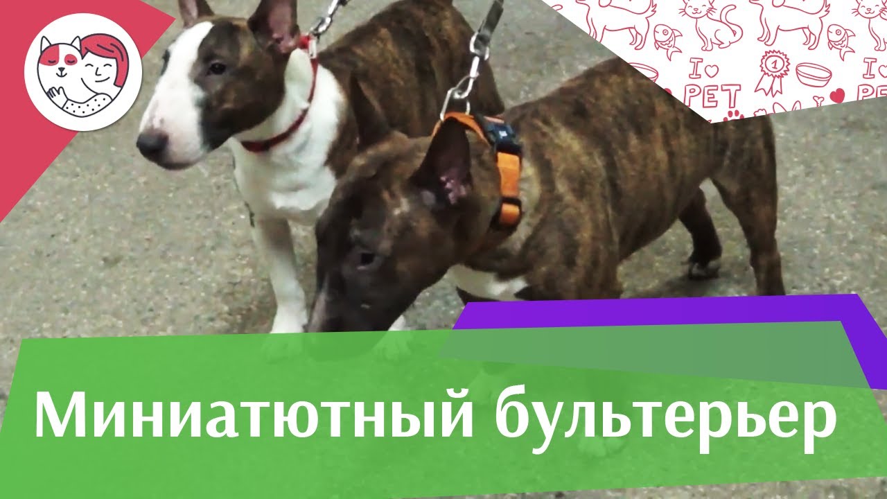 Бультерьер на ilikepet. Особенности породы, уход