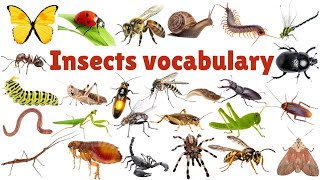 INSECTS FOR KIDS Learning – Insect Names and Sounds for Children, Toddlers & Kindergarten 🐝 🐜 🦋