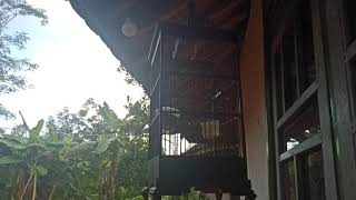 Download lagu Suara merdu burung bahan jeungjing teureup (gelatik batu) mp3