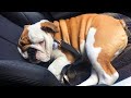 Try not to laugh ❤️ English Bulldogs doing funny things # 02 (2020)| Animal Lovers