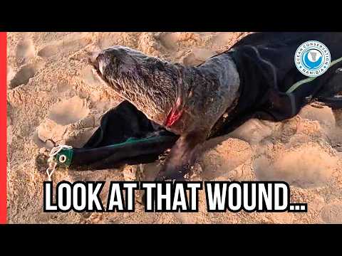 The Hat That Nearly Killed a Seal