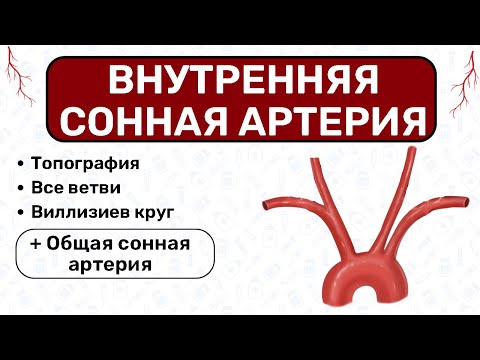 СОННАЯ АРТЕРИЯ анатомия: внутренняя сонная артерия, общая сонная артерия, артерии головы, виллизиев