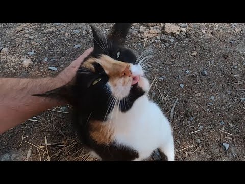 10 Cats that Speaks Different Meow Language (2nd one is my favorite!)