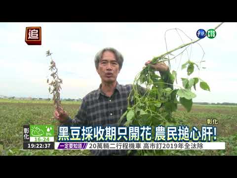 LED路燈毀收成 黑豆農叫苦!